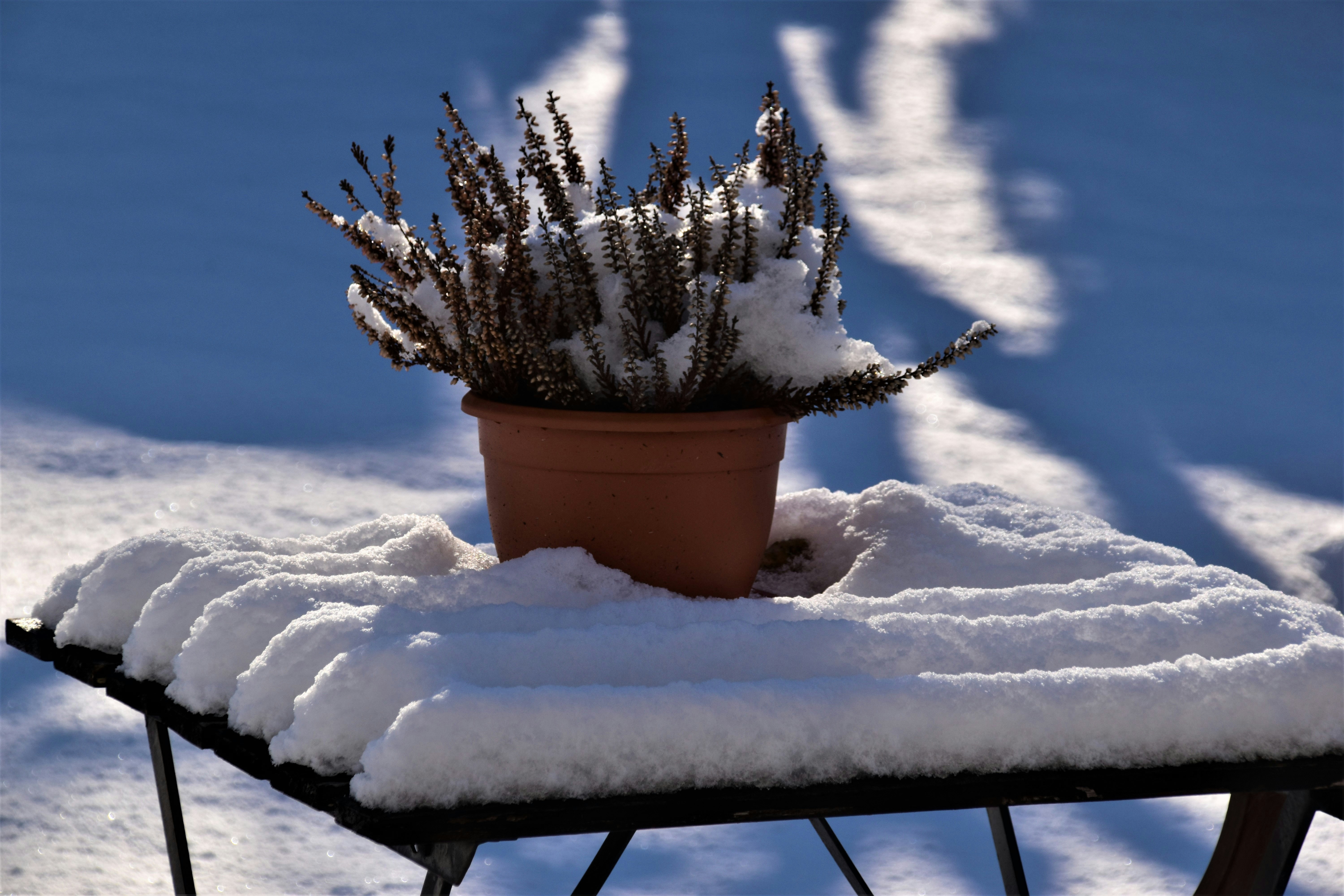 Snow on a garden table and plant.