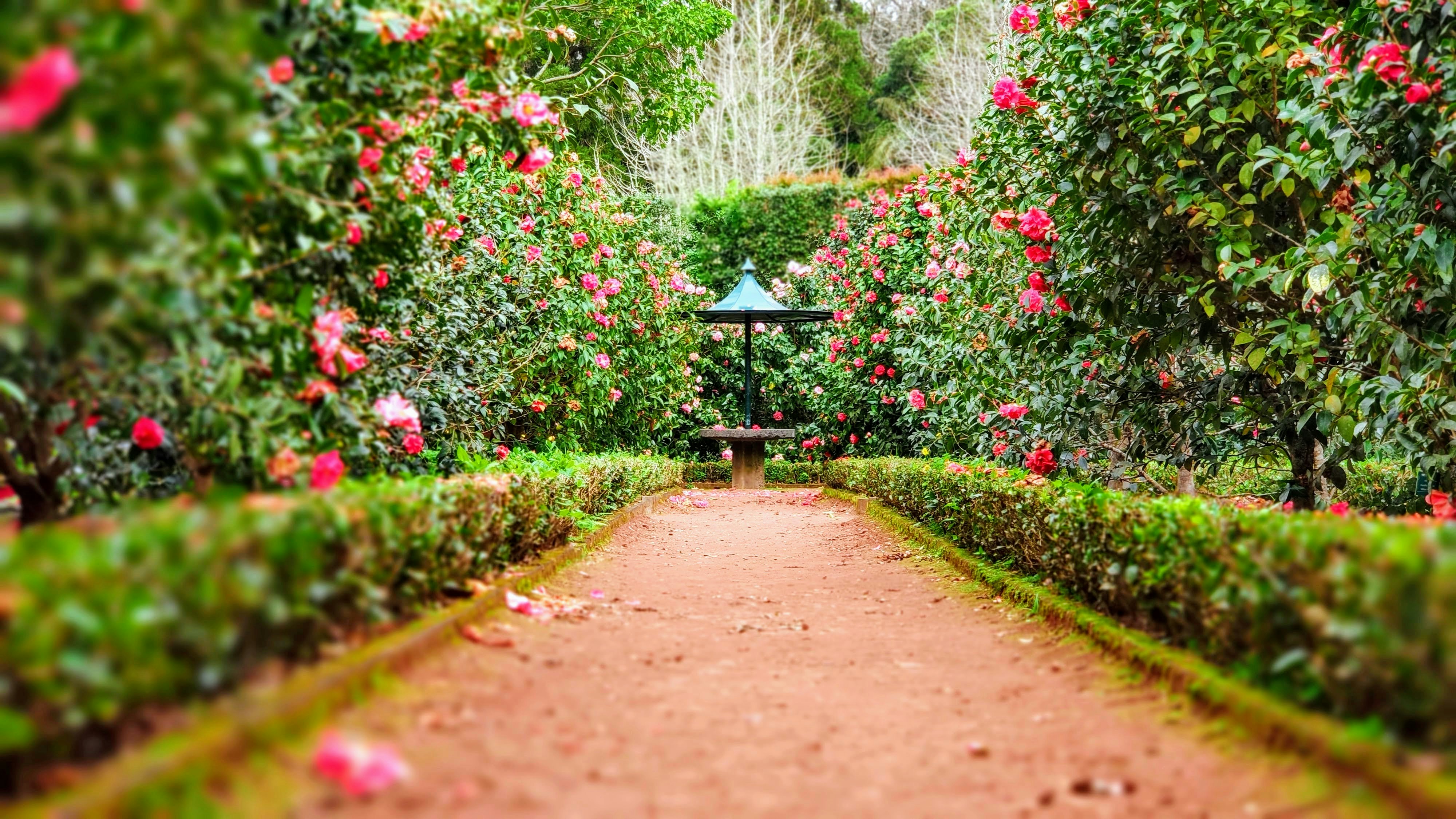 Pathway in a large garden.